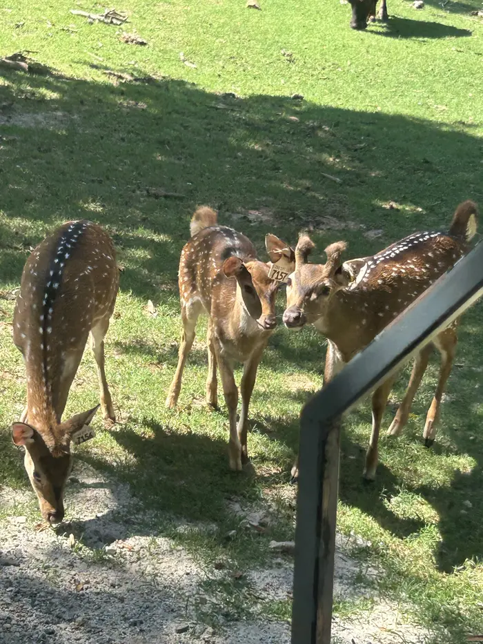 Kingdom Kidz field trip: Spotted deer