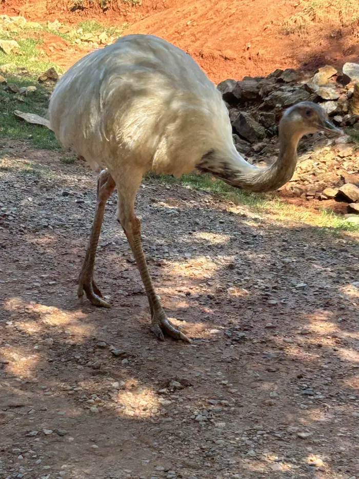 Kingdom Kidz field trip: Meet the emu